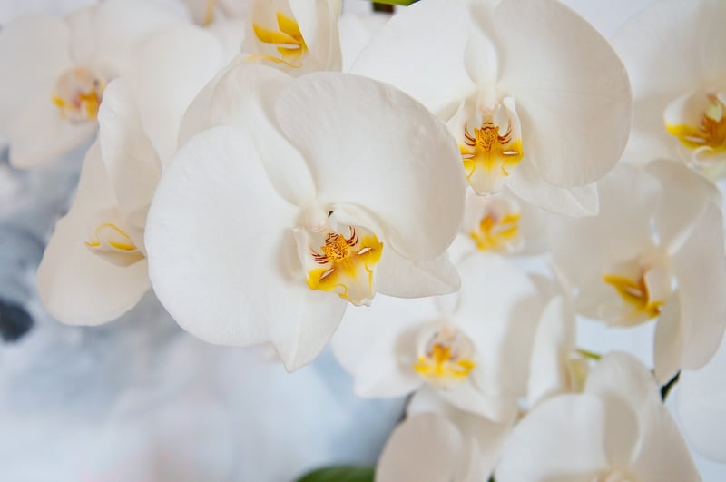 Rainbow Orchid